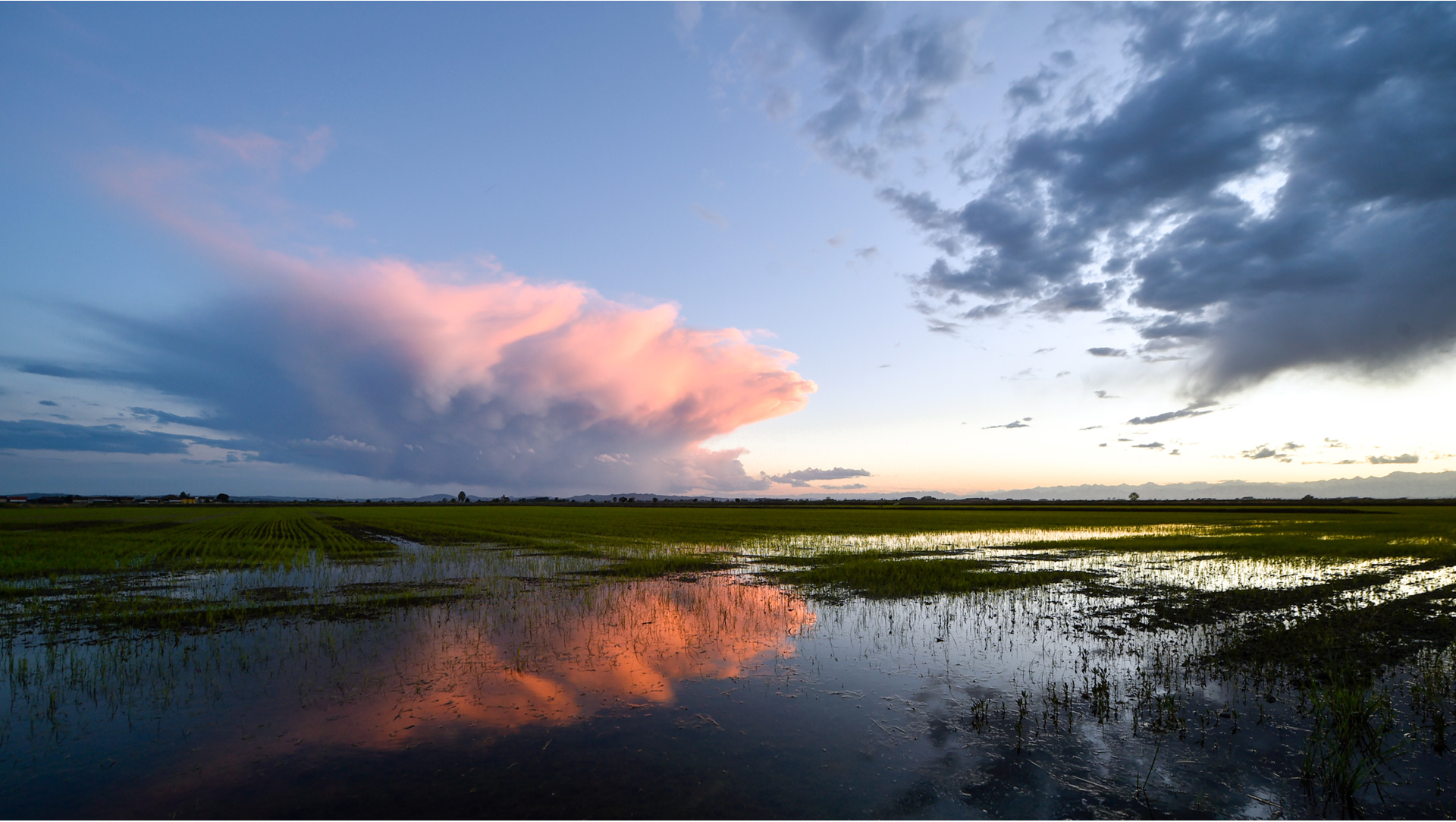 Rice Production in France