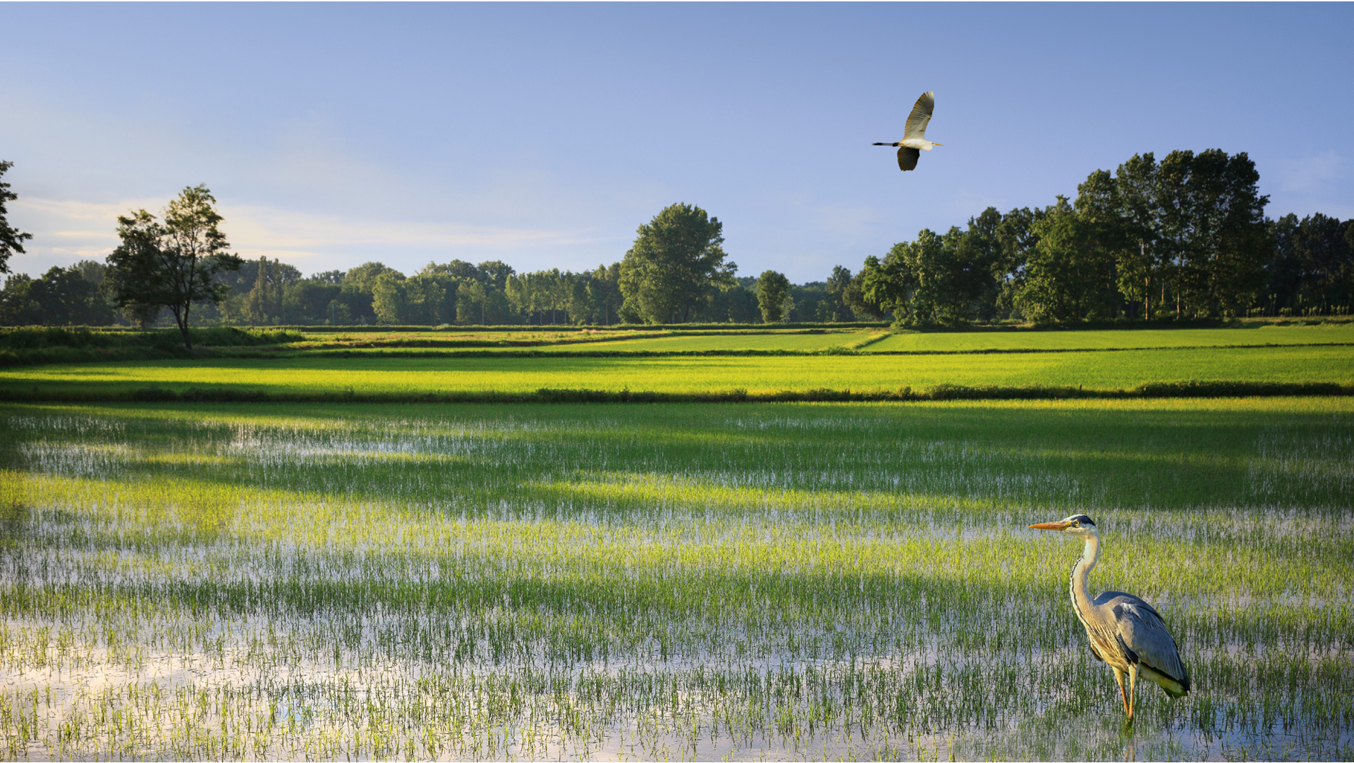 Rice Production in Italy