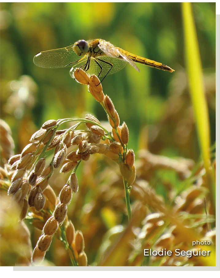 Rice Production in France - Elodie Seguier